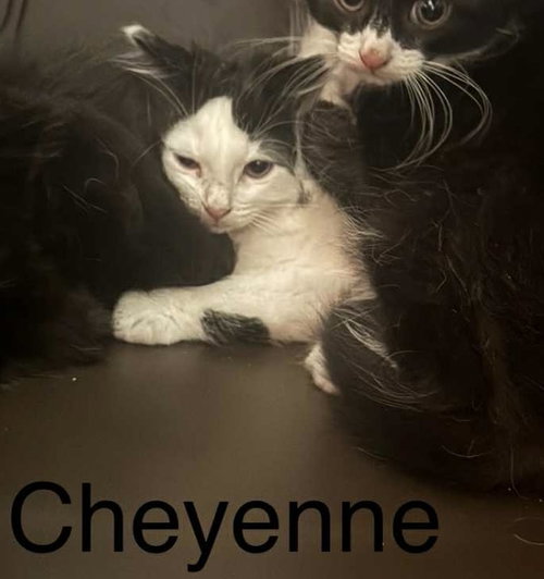 Photo 6 of Cheyenne