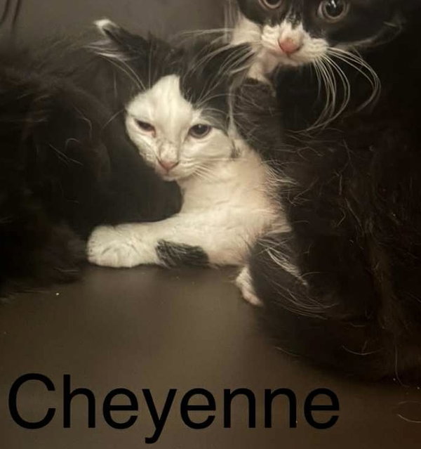 Cheyenne