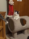 Cheyenne - Photo 5