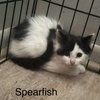 Spearfish - Photo 6