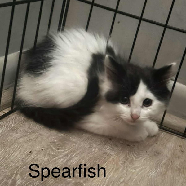 Spearfish