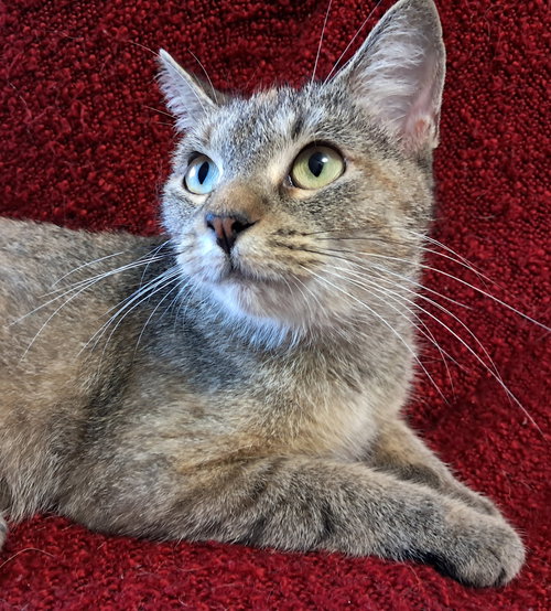 picture of the cat needing adoption