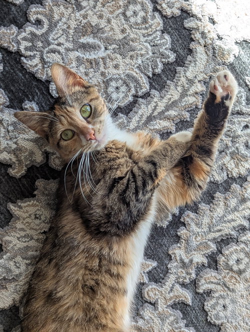 DUCKY - Tortoiseshell / Domestic Medium Hair available for adoption