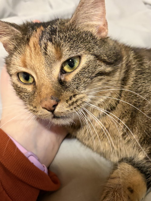 picture of the cat needing adoption
