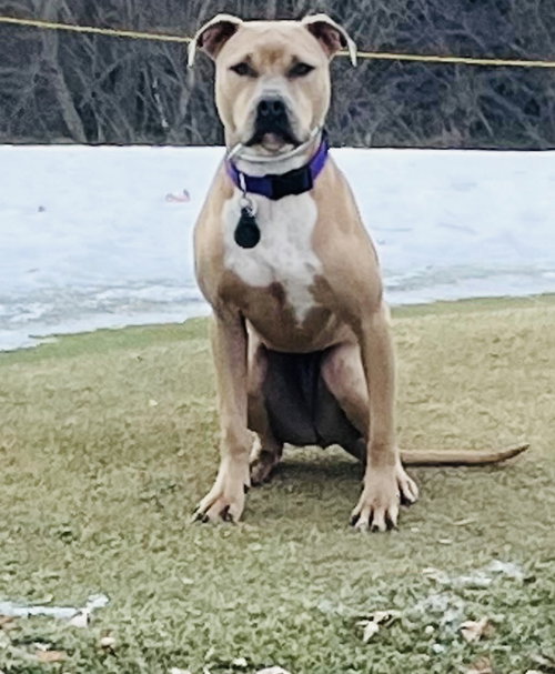 TIP - Pit Bull Terrier / American Bulldog available for adoption