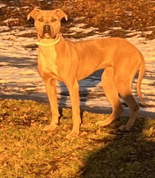TIP - Pit Bull Terrier / American Bulldog available for adoption