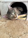 Jasmine - Photo 1