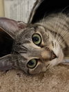 Jasmine - Photo 3