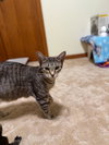 Jasmine - Photo 8