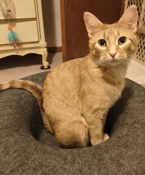 picture of the cat needing adoption