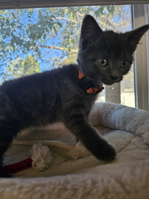 picture of the cat needing adoption