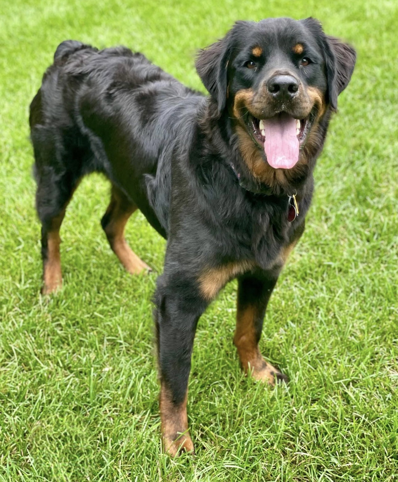 Dog for Adoption - Monroe, a Rottweiler in Saint Cloud, MN | Alpha Paw