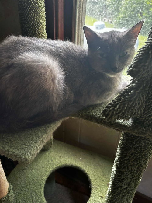 picture of the cat needing adoption