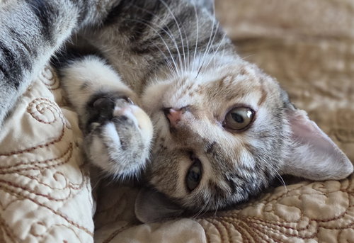 picture of the cat needing adoption
