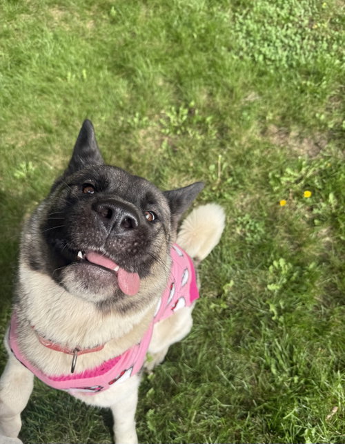 Photo of Kittee