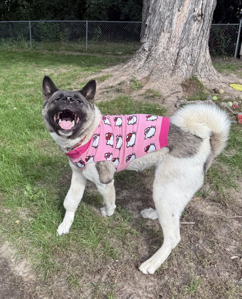 Photo of Kittee