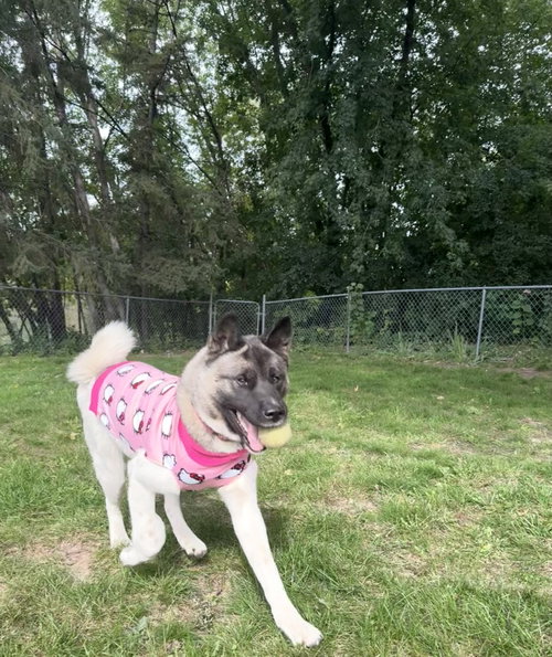 Photo of Kittee