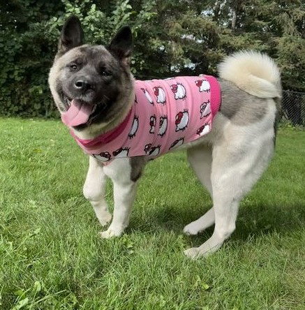 picture of the dog needing adoption
