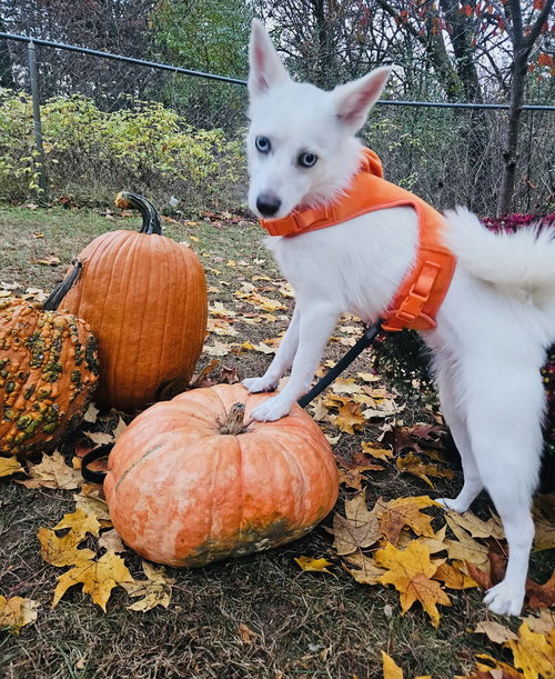 picture of the dog needing adoption