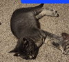Grover - Photo 5