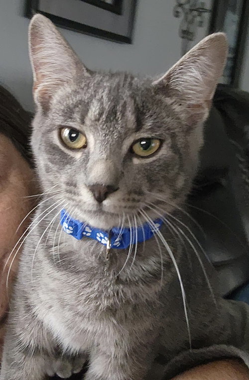 GROVER - Tabby / Domestic Short Hair available for adoption