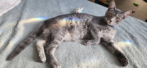 GROVER - Tabby / Domestic Short Hair available for adoption