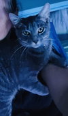 Grover - Photo 4