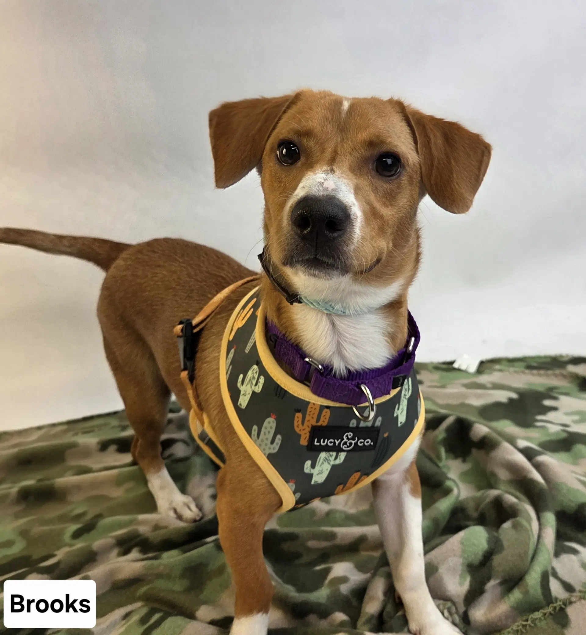 Brooks image 3