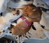 Brooks - Photo 11