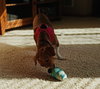 Brooks - Photo 12