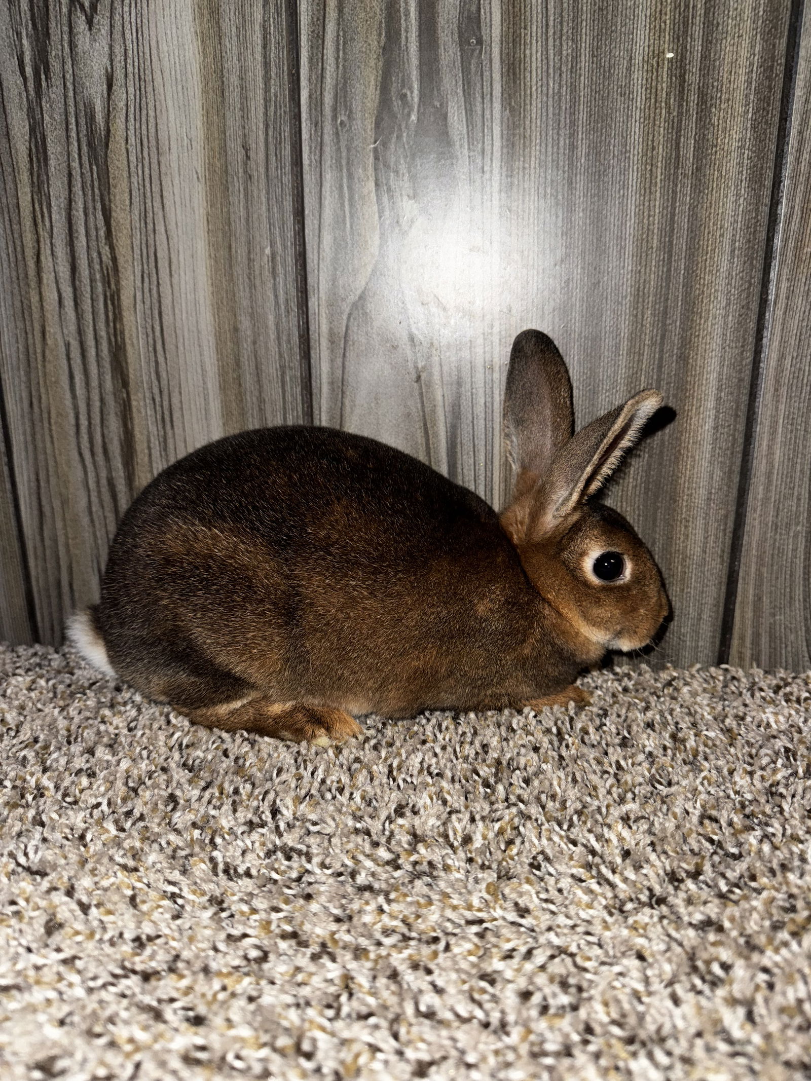 Bugs, photo 2