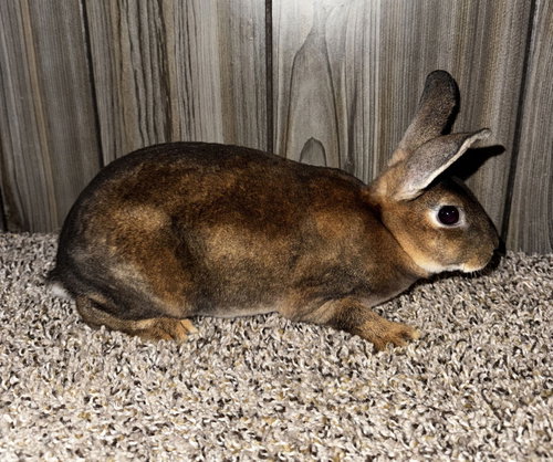 Bugs, a rabbit for adoption from Ruff Start Rescue