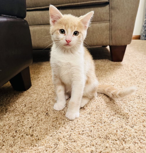 picture of the cat needing adoption
