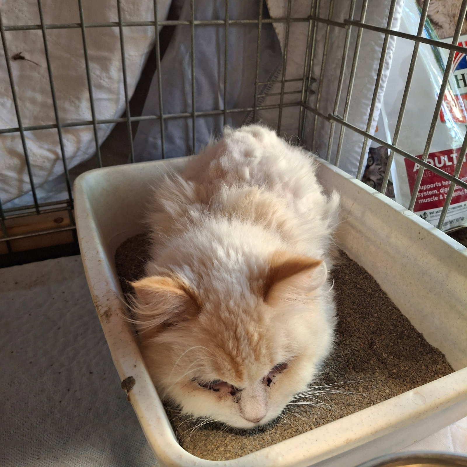 Cats for Adoption in Otsego, Minnesota | Alpha Paw