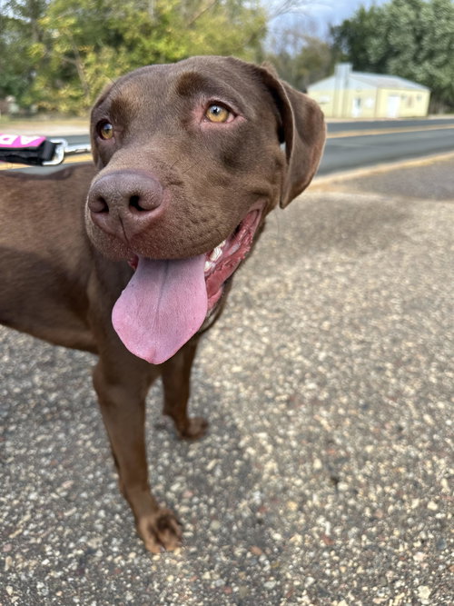 picture of the dog needing adoption