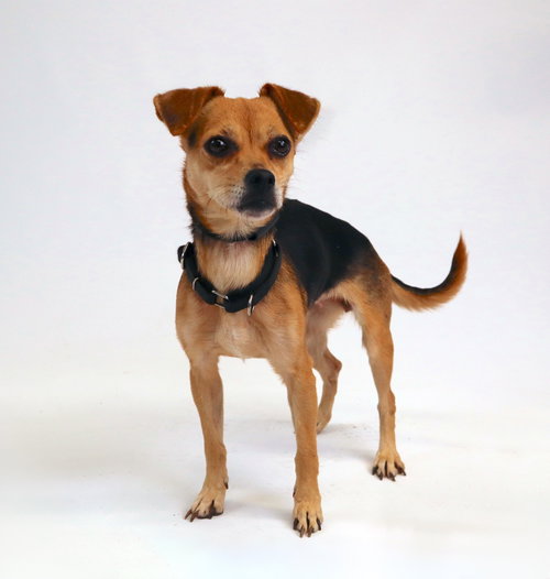 picture of the dog needing adoption