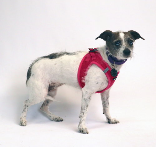 picture of the dog needing adoption