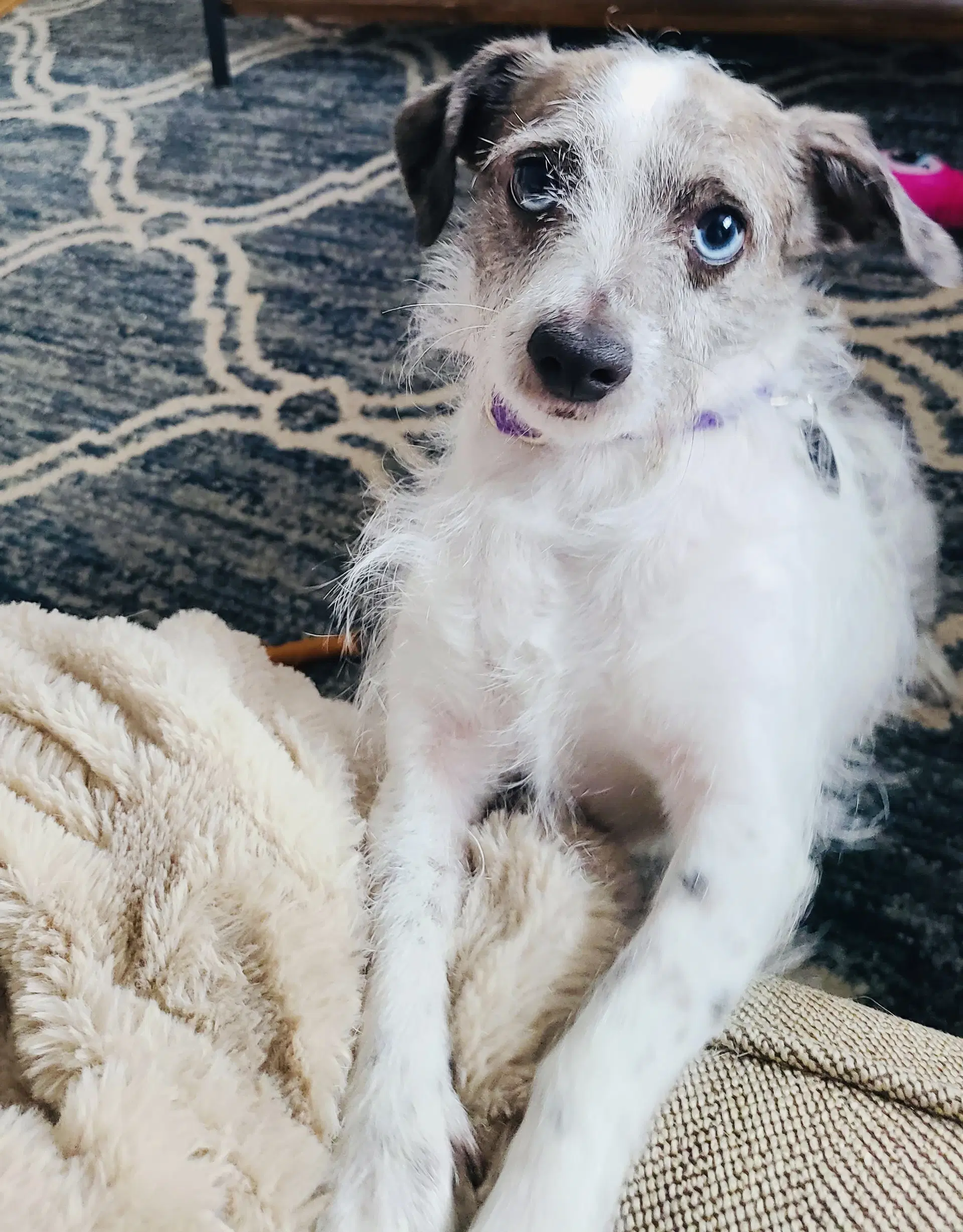 Marble - Chihuahua
