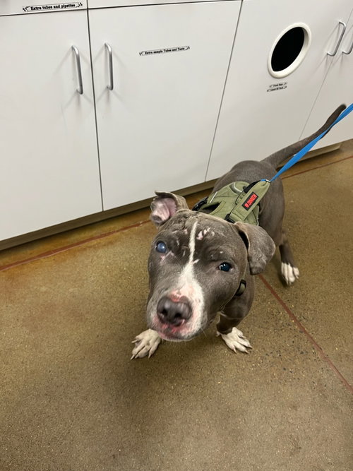 TRAVIS - American Pit Bull Terrier / American Staffordshire Terrier available for adoption