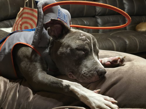TRAVIS - American Pit Bull Terrier / American Staffordshire Terrier available for adoption