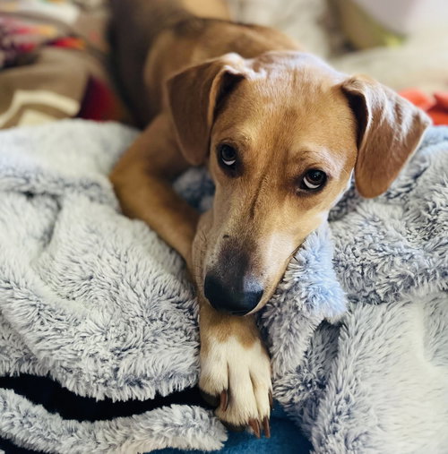 picture of the dog needing adoption