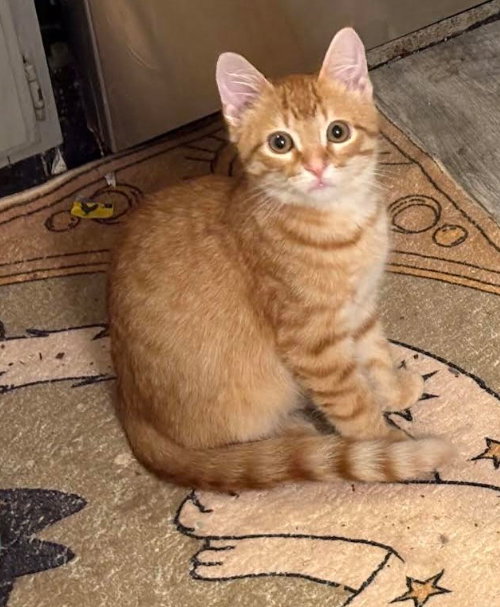 picture of the cat needing adoption