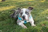 Star - Photo 11
