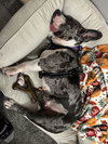 Star - Photo 12