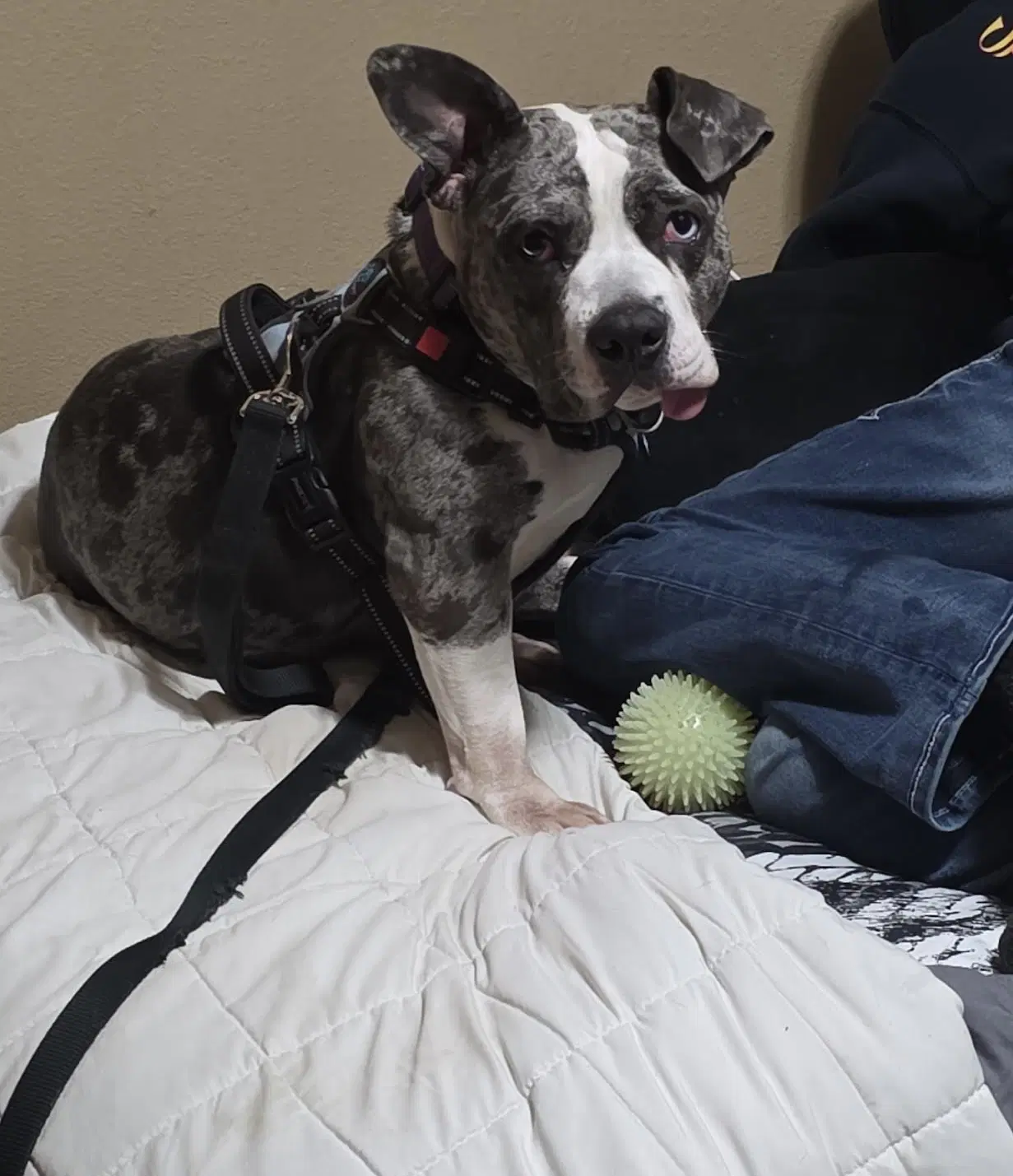 Star - American Pit Bull Terrier