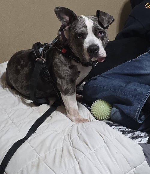 picture of the dog needing adoption