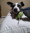 Star - Photo 2