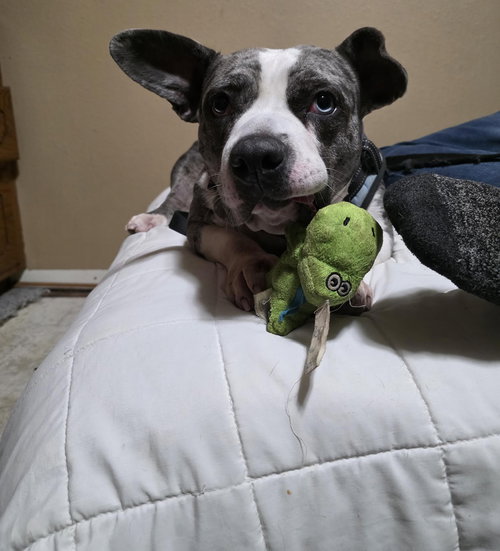 STAR - American Pit Bull Terrier / Staffordshire Bull Terrier available for adoption