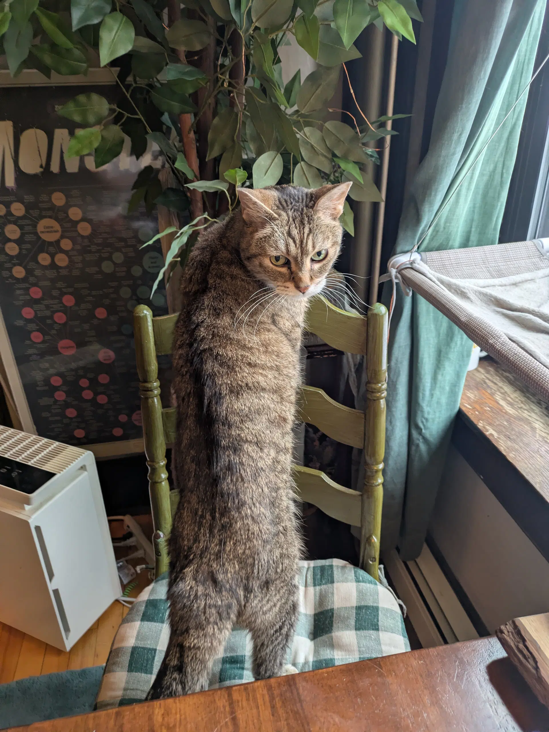Ladi - Domestic Short Hair