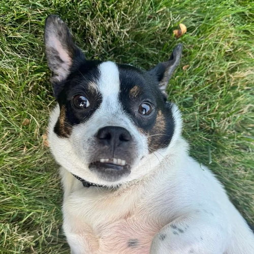 picture of the dog needing adoption
